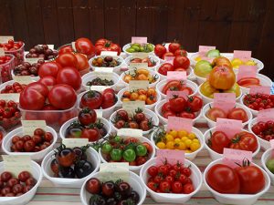 Obst oder Gemüse? Beides! Denn die Tomate zählt wie zum Beispiel auch die Gurke zum Fruchtgemüse.