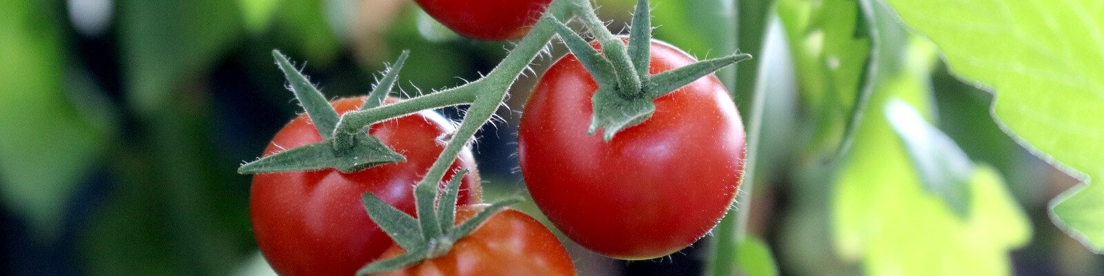 Tomaten düngen leicht gemacht: Infos und Tipps vom Profi